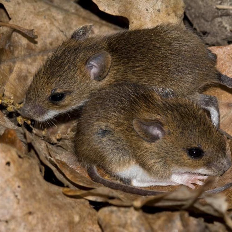 Уничтожения мышей в частном доме в Оренбурге?