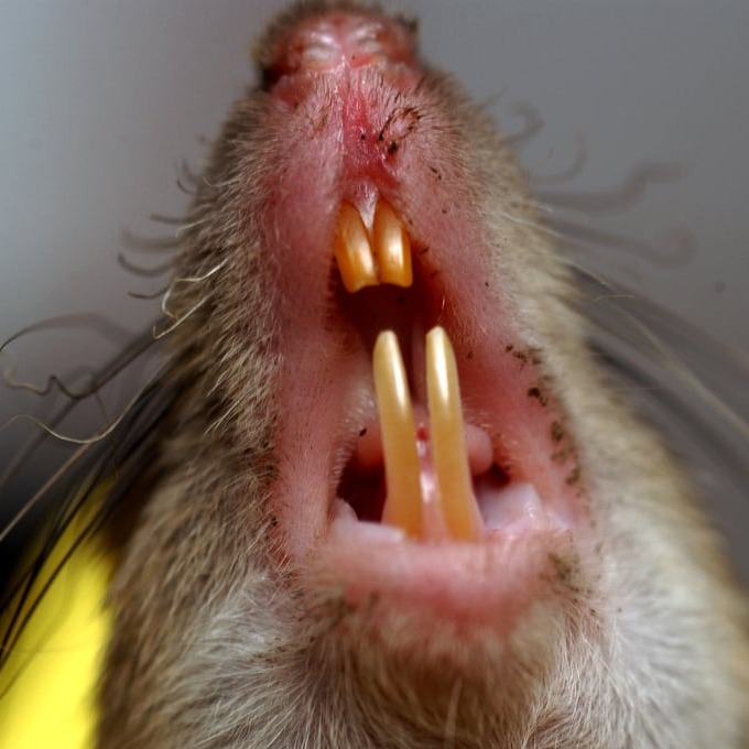 Дератизация крыс в Оренбурге?